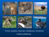 Šiaurės Amerikos žemyno fauna, flora ir bioištekliai 19 puslapis