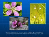 Šiaurės Amerikos žemyno fauna, flora ir bioištekliai 4 puslapis