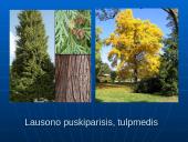 Šiaurės Amerikos žemyno fauna, flora ir bioištekliai 6 puslapis