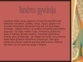 Tundra ir miškatundrė 11 puslapis