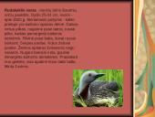 Tundra ir miškatundrė 12 puslapis