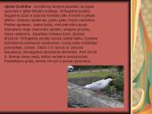 Tundra ir miškatundrė 13 puslapis