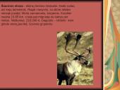 Tundra ir miškatundrė 14 puslapis