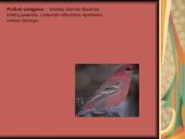 Tundra ir miškatundrė 15 puslapis