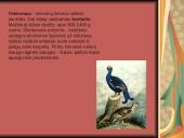 Tundra ir miškatundrė 16 puslapis