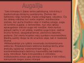 Tundra ir miškatundrė 18 puslapis