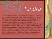 Tundra ir miškatundrė 8 puslapis