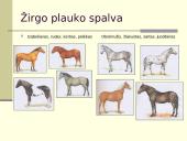 Žirgų sportas 14 puslapis