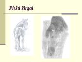 Žirgų sportas 16 puslapis