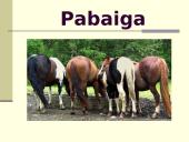 Žirgų sportas 17 puslapis