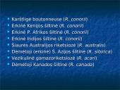 Žmonių riketsiozės 13 puslapis