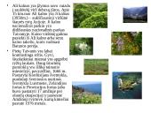 Taivano apibūdinimas 10 puslapis