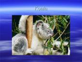 Australijos gyvūnija ir augalija 11 puslapis