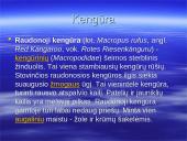 Australijos gyvūnija ir augalija 13 puslapis