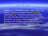 Australijos gyvūnija ir augalija 17 puslapis