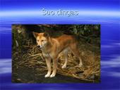 Australijos gyvūnija ir augalija 18 puslapis