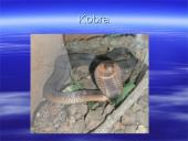 Australijos gyvūnija ir augalija 20 puslapis