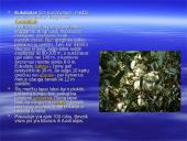 Australijos gyvūnija ir augalija 6 puslapis