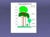 Drėgnieji atogrąžų miškai 6 puslapis