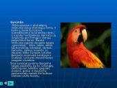 Europos ypatybės 16 puslapis