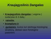 Kraujagyslinio dangalo vystymosi anomalijos ir navikai 2 puslapis