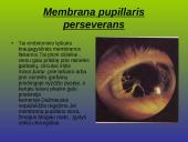 Kraujagyslinio dangalo vystymosi anomalijos ir navikai 8 puslapis