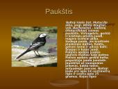 Latvijos Respublika ir viskas apie ją 20 puslapis