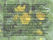 Lietuvos augalijos įvairovė 11 puslapis