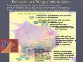 Poliovirus hominis (Žmogaus poliovirusas) 10 puslapis