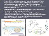 Poliovirus hominis (Žmogaus poliovirusas) 12 puslapis