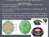 Poliovirus hominis (Žmogaus poliovirusas) 6 puslapis