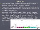 Poliovirus hominis (Žmogaus poliovirusas) 7 puslapis