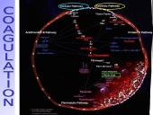 Procoagulation factors 13 puslapis
