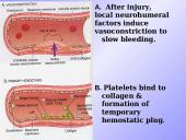 Procoagulation factors 3 puslapis