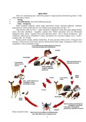 Erkių platinami ligų sukėlėjai. Jų paplitimas Lietuvoje 3 puslapis