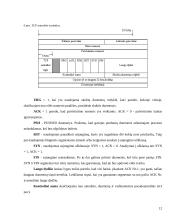 TCP/IP protokolų rinkinys 12 puslapis