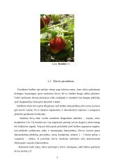 Braškių auginimas 8 puslapis