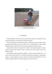 Braškių auginimas 9 puslapis