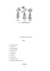 Braškių auginimas 10 puslapis