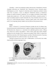 Chlamidijos – eukariotinių ląstelių parazitinės bakterijos 2 puslapis