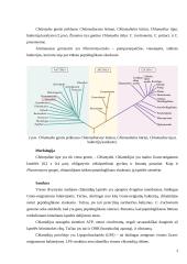 Chlamidijos – eukariotinių ląstelių parazitinės bakterijos 3 puslapis