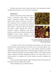 Chlamidijos – eukariotinių ląstelių parazitinės bakterijos 6 puslapis