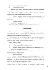 Aplinka vaikų darželyje 9 puslapis