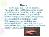 Nežuviniai jūros produktai 16 puslapis