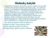 Nežuviniai jūros produktai 4 puslapis
