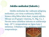 Nežuviniai jūros produktai 7 puslapis
