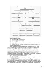 Virusinių ligų diagnozavimo metodai, jų specifiškumas ir panaudojimo galimybės 20 puslapis