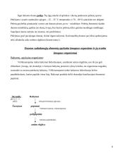 Duonos-pyrago gaminiai 8 puslapis