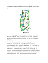 RNR biosintezė 5 puslapis