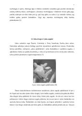 Koevoliucijos sąvoka 7 puslapis